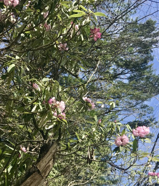 春天的林芝,桃花季,路边惊现白心球花报春盛开(报春花科,报春花属)图片