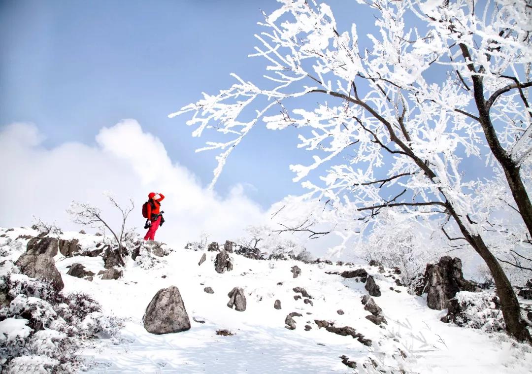宜昌城区出发,经黄花、分乡、百里荒村,车观山上人家、象鼻山、元宝山等景点,两小时后抵达景区北门游客中心,换乘景区观光车前往百里荒滑雪场,沿途车观【火棘园】,园内大量生长的一种独特植物名叫平枝枸子,俗称火棘,别名火把果、救军粮,当地人因其树形如团团火焰,便称它为火棘树。火棘树四季常青,火棘园里,还点缀着许多奇形怪状的石林、石芽,他们浑身灰白,石形如瘦骨枯根,怪模怪样,似动物百态,惟妙惟肖,与火棘树相应成趣,形成独特的火棘石林景观。您可以漫步【林海雪原度假区】林海雪原度假区面积约4平方公里,因此处既