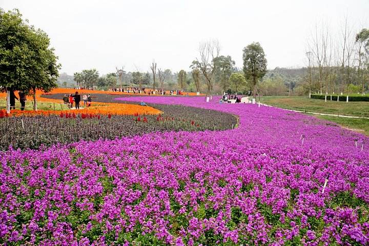 餐后游览若尔盖花海湿地公园(自由活动90分钟,花海湿地公园以薰衣草