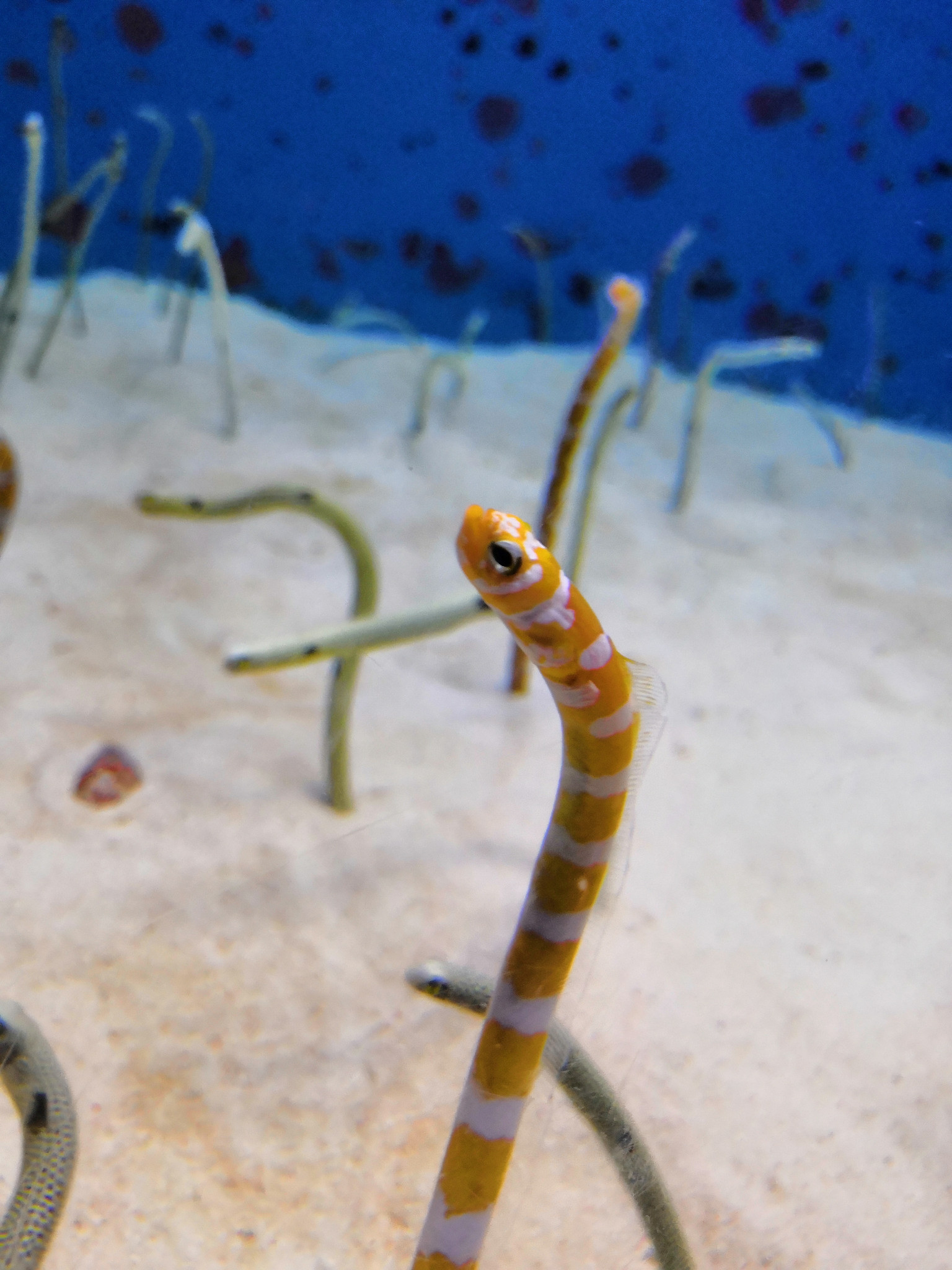 小海蛇(我们自己这样叫它,学名忘了叫啥了,应该是海鳗的一种),此起彼