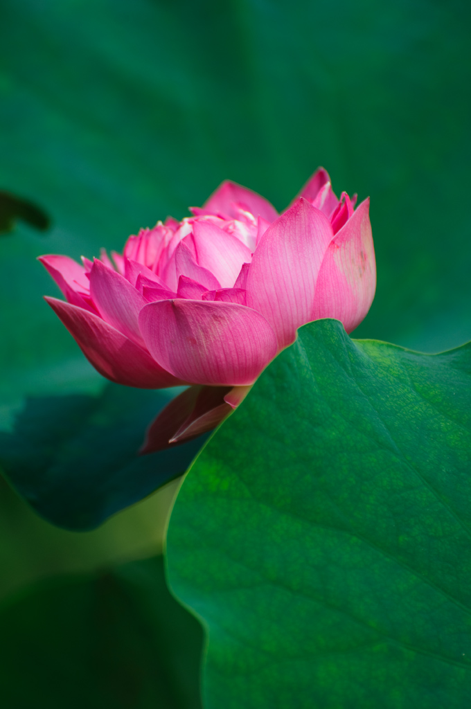 并蒂莲花——孤鹰莲花摄影(一)