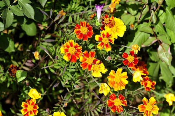 向日葵什么时候才能结出瓜子 wKgBpU6EBADpS0P9AATJakR4KPQ19.jpeg?imageView2%2F2%2Fw%2F600%2Fh%2F600%2Fq%2F90