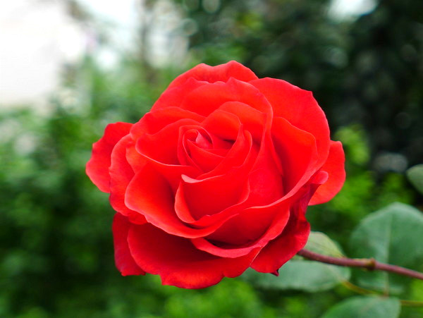 wKgBjE8o1_Lard6GAAD7Al7RtIc42.jpeg?imageView2%2F2%2Fw%2F300%2Fq%2F90