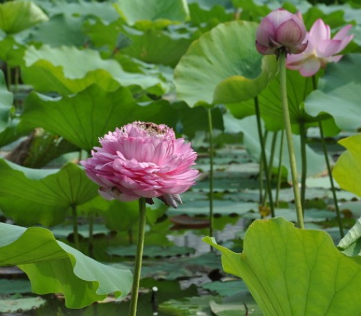 旅游相关 荷花节    今年夏季首次在上海植物园展览温室周南广场特别