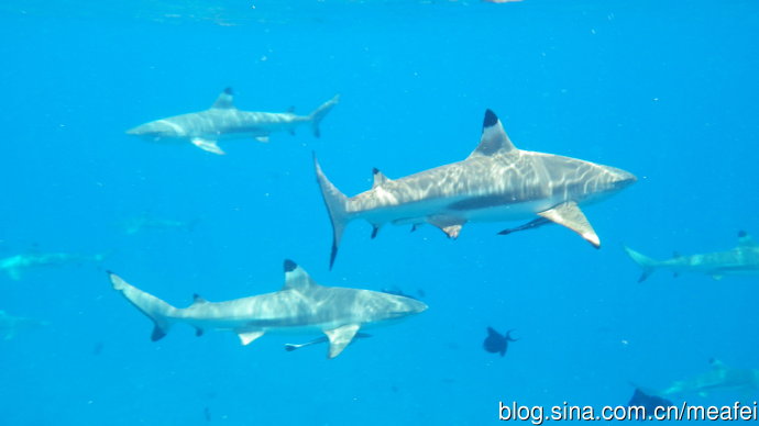 wKgB3FC-33KAShf2AAFmacAX3e487.jpeg?imageView2%2F2%2Fw%2F600%2Fh%2F600%2Fq%2F90