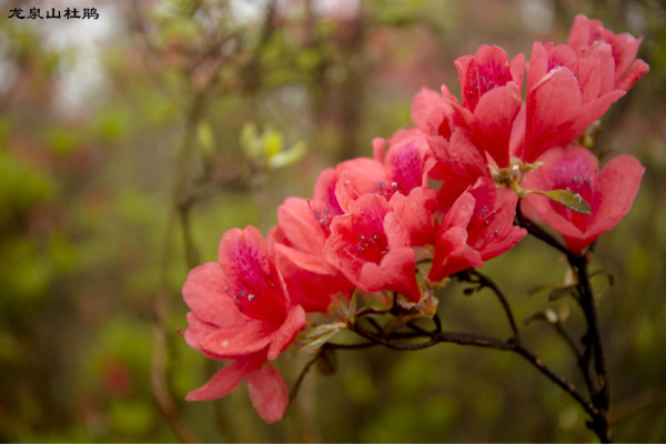 杜鹃是几月开的 wKgB3FFyFaWAAIdyAAiCFywfVjY45.jpeg?imageView2%2F2%2Fw%2F600%2Fh%2F600%2Fq%2F90