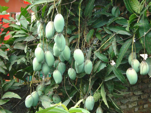 黄皮是哪个季节 wKgB3FCqLWqAZLVTAApP8bULG3g85.jpeg?imageView2%2F2%2Fw%2F600%2Fh%2F600%2Fq%2F90%7Cimageslim