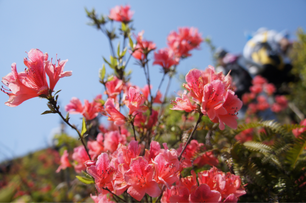 广州4月赏花有什么推荐，广州4月最适合赏花的地方是哪里