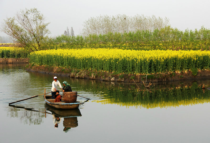 兴化水乡看垛田,油菜花开金灿灿