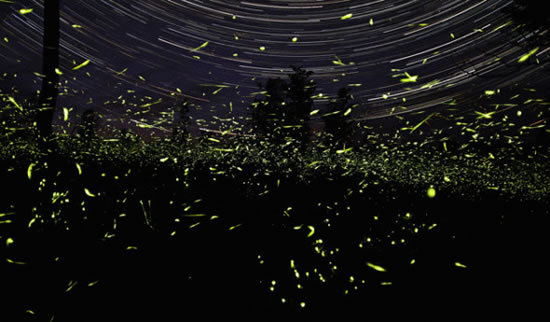 萤火虫为什么不能购买 wKgB4lKfPq6ASxomAACoY_sT37Q41.jpeg?imageView2%2F2%2Fw%2F600%2Fh%2F600%2Fq%2F90