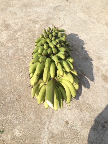 种香蕉树用什么肥料 wKgB4lLGzYmAQN8VAAtR1n2E6p841.jpeg?imageView2%2F2%2Fw%2F600%2Fh%2F600%2Fq%2F90