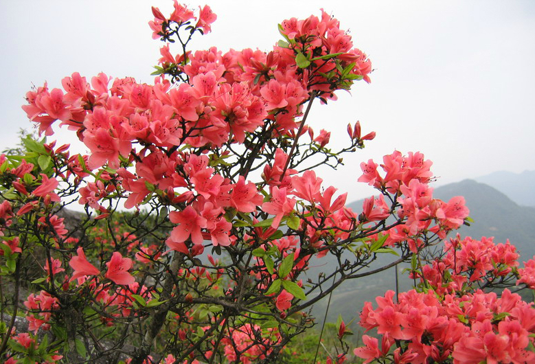 2017井冈山杜鹃花节明日开幕2017井冈山杜鹃花节时间地址门票及交通