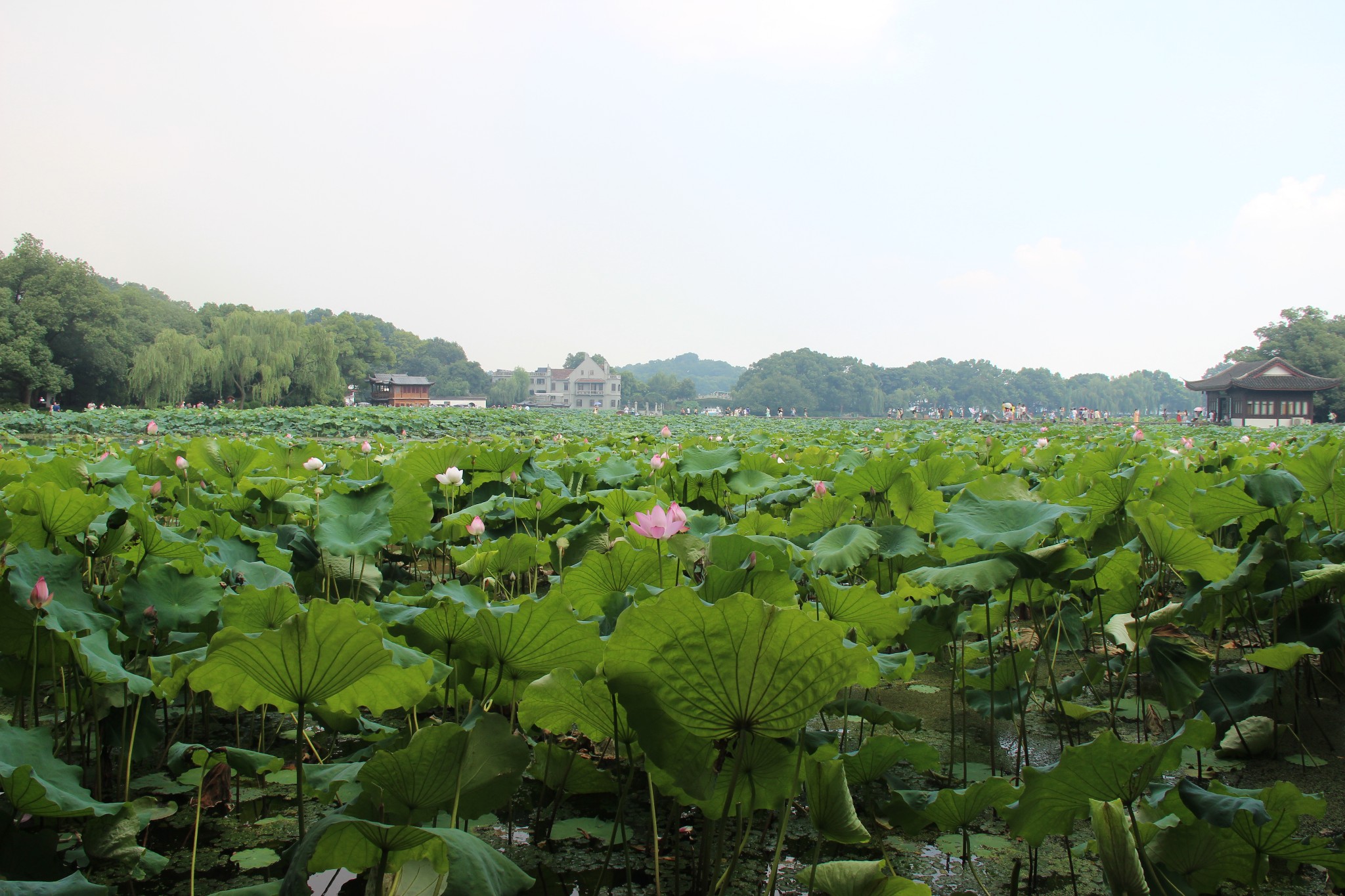 曲院风荷8月还有荷花吗，曲院风荷适合什么时候去，曲院风荷能玩多长时间