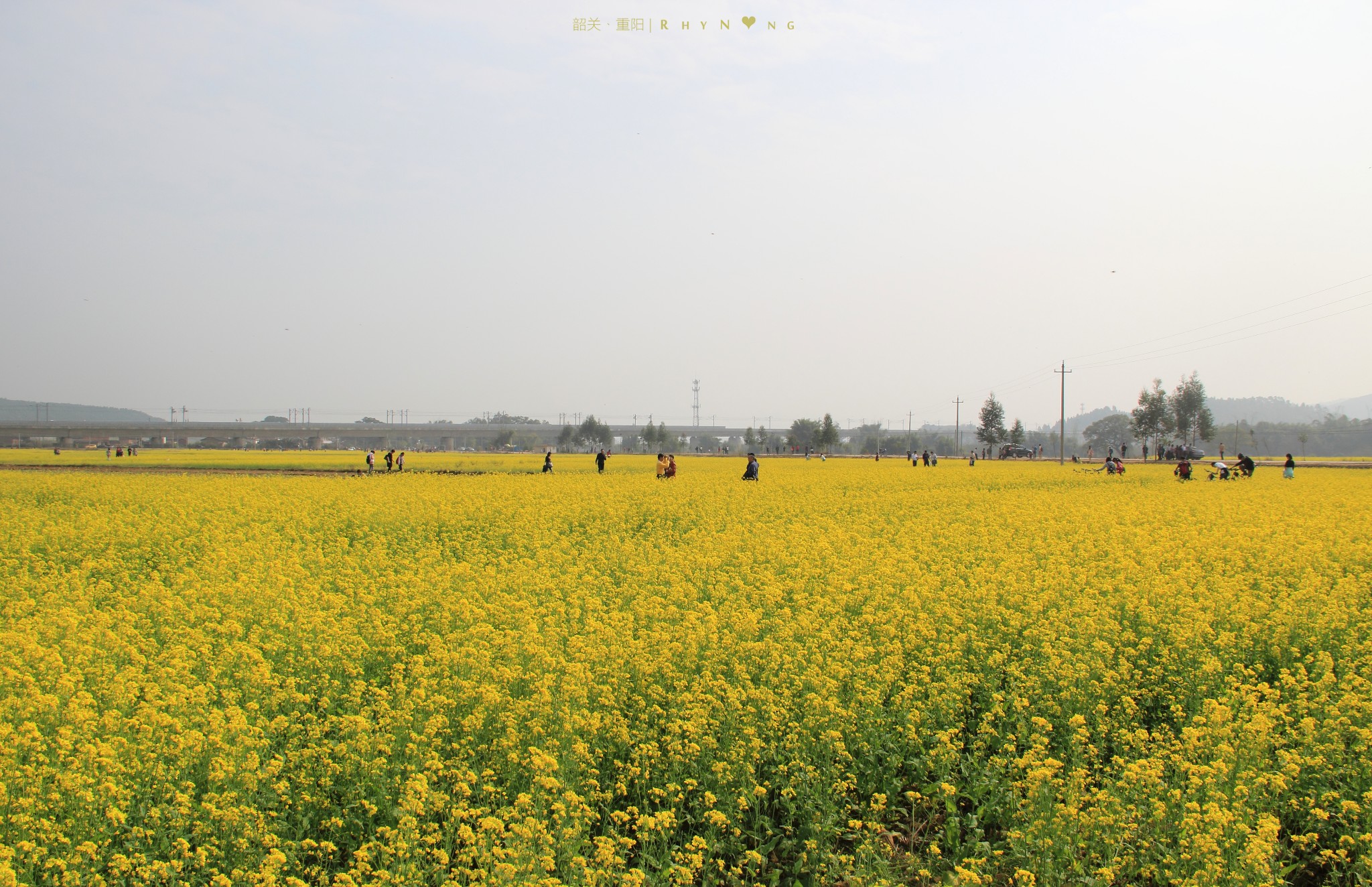 我家那一片油菜花_【韶关重阳千亩油菜花基地】