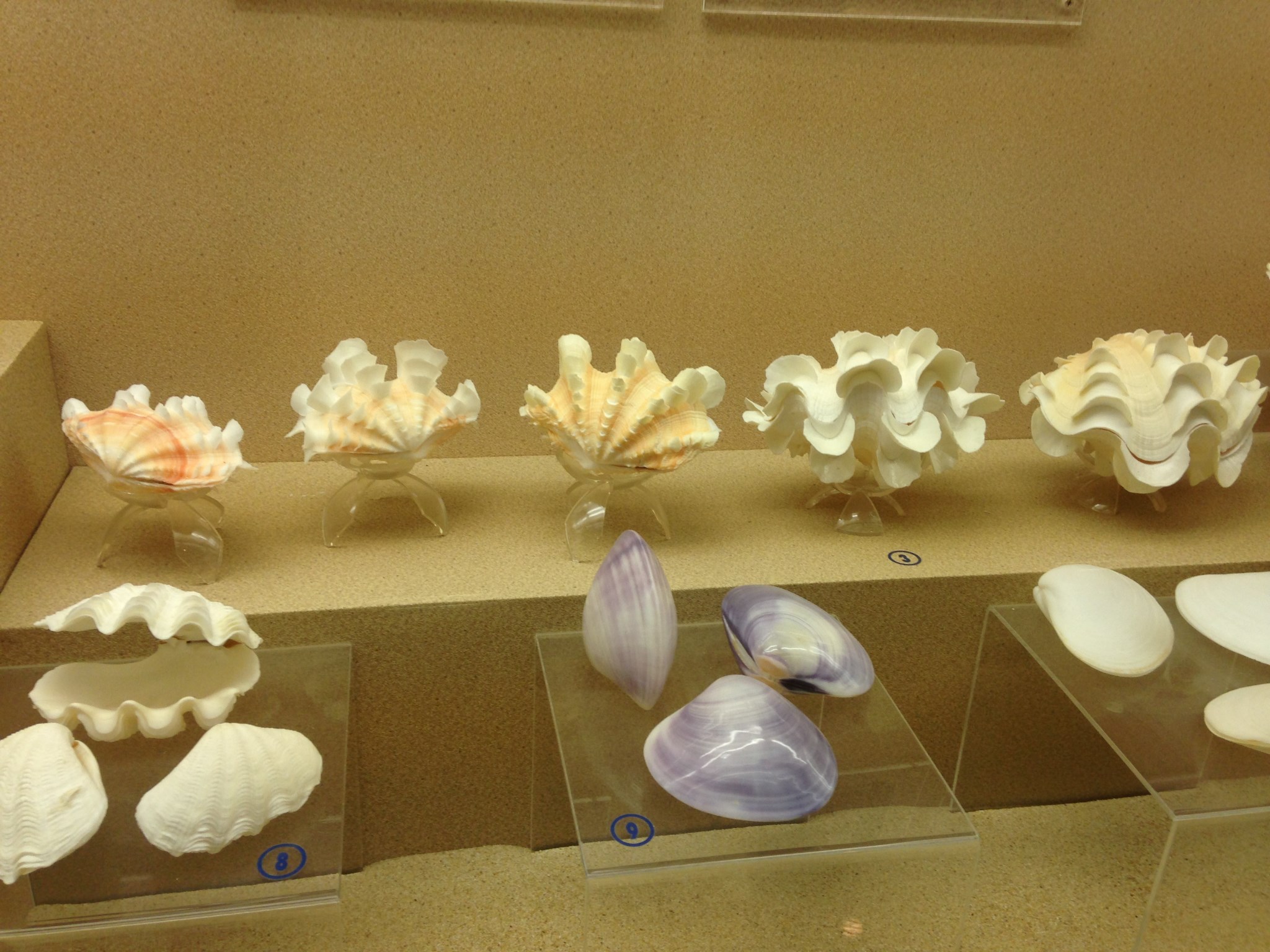 普吉贝壳博物馆(phuket seashell museum)