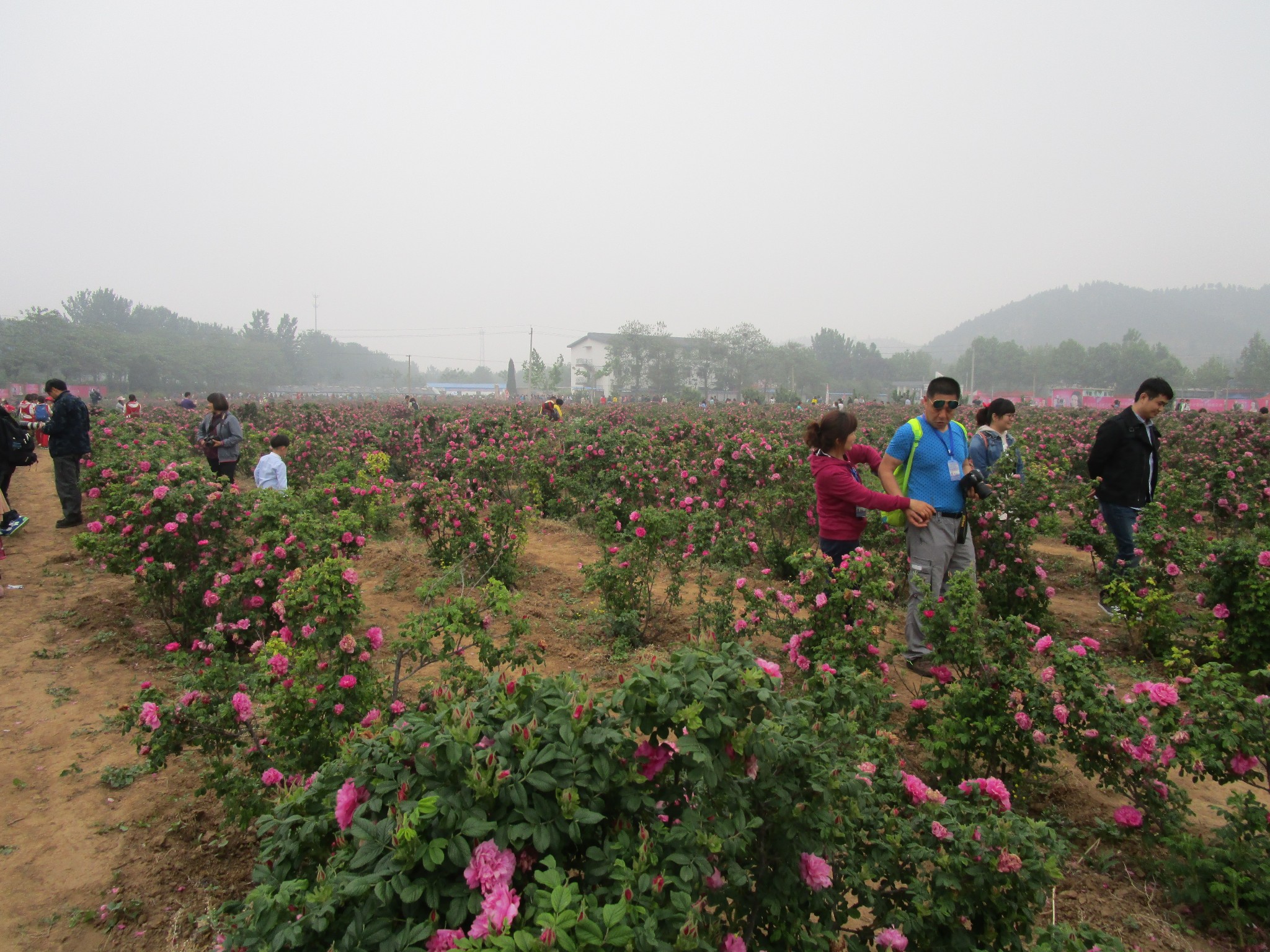 消夏计划#平阴玫瑰园赏玫瑰图片36,平阴旅游景点