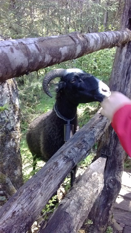 鹰和羊猜成语_看图猜成语(3)