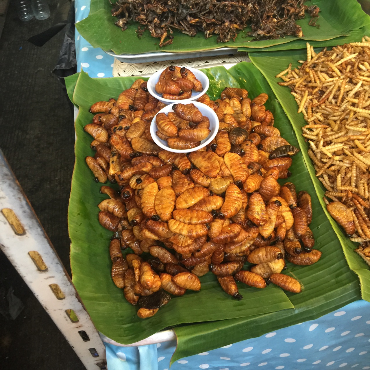 蚂蚱和大猜成语_大蚂蚱图片(3)