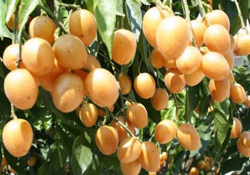 黄皮是什么皮 wKgBpVWeIiCAYskfAAEt86M6FJY91.jpeg?imageView2%2F2%2Fw%2F600%2Fq%2F90%7CimageMogr2%2Fstrip%2Fquality%2F90