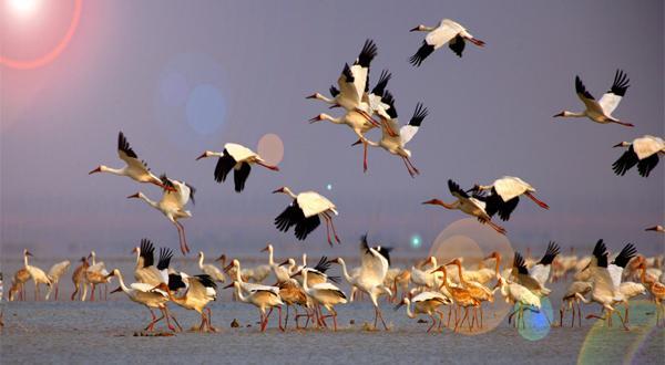 鄱阳湖候鸟保护区