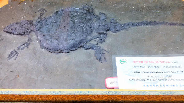 这是贵州龙博物馆里的豆齿龙化石.摄影/黄华