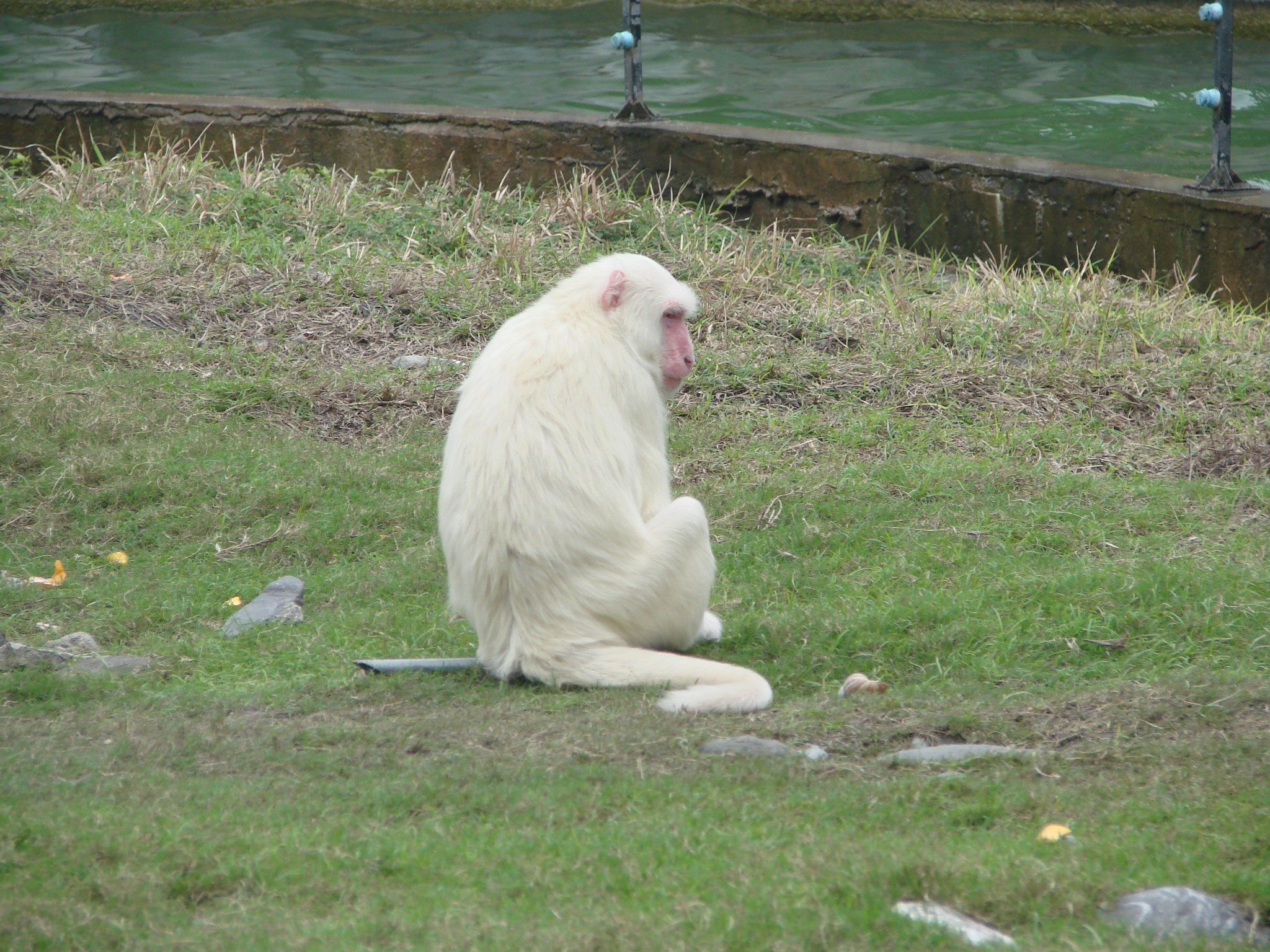 白猴子还是难得一见的.