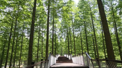 盐城黄海森林公园门票