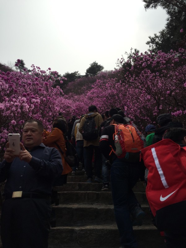 大珠山北距黄岛区 驻地4公里,位于黄岛区大珠山镇境内,灵山湾 与古镇口湾之间。三面环海,地势雄奇。大珠山是国家4A级景区,主峰大寨顶海拔486米,总面积65平方公里。无论从东面还是从西面远望,大珠山都是一道青峰相连的半岛风景。它枕沧海波涛,挂高天风云,铺大地葱翠,既清新 秀丽,又气象万千。 在大珠山东 麓,有一条山谷,人称珠山秀谷。这条山谷有5里之长,谷内溪水奔流,汇入山下的人工湖 。碧水和青山 相依相拥,青峰倒映在碧水中。游人绕湖边行,缘溪水入山谷,犹如走进画境。 珠山秀谷里春天来得早。清明节还不到,山
