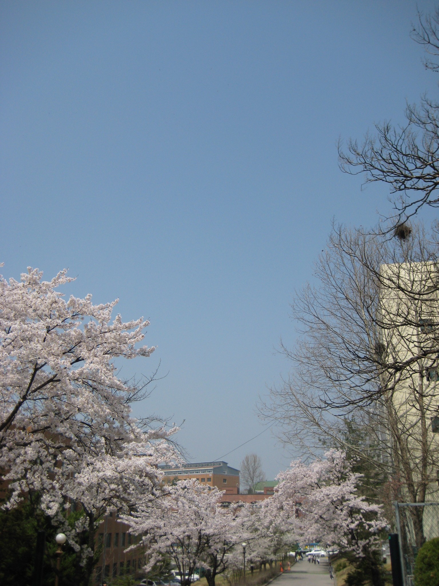 2008年韩国樱花·江原大学&春川水库&猬岛