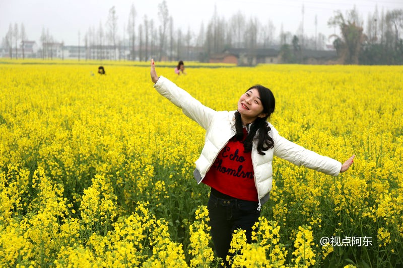 汉中百万亩油菜花飘香 吸引众游客观光采风(组图)