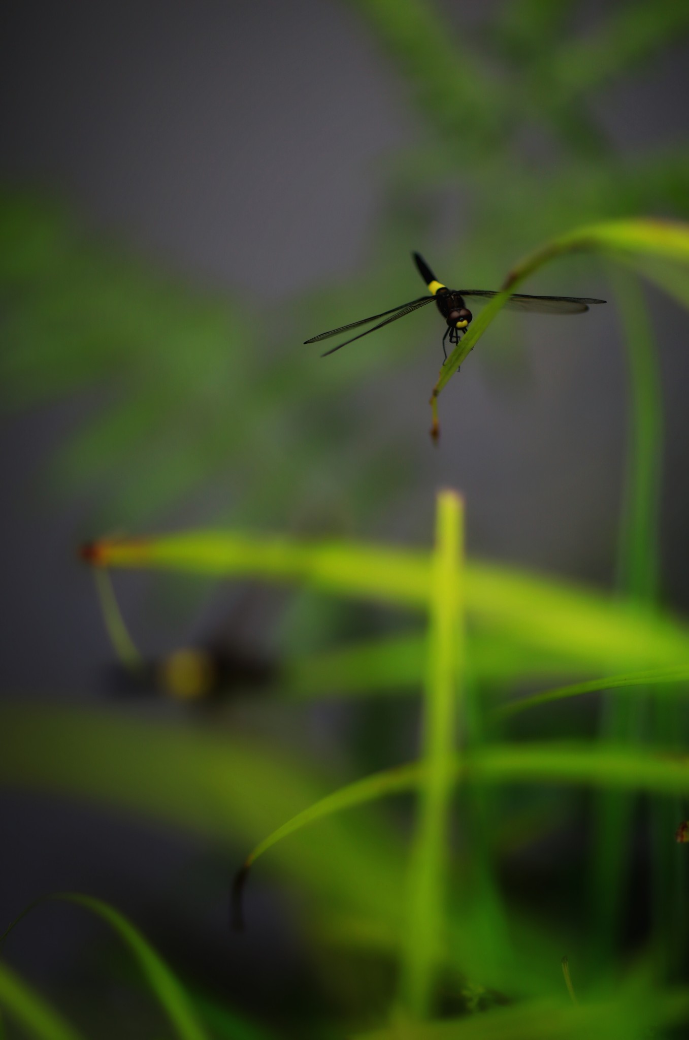 山重水路疑无路柳暗花明又一村猜成语