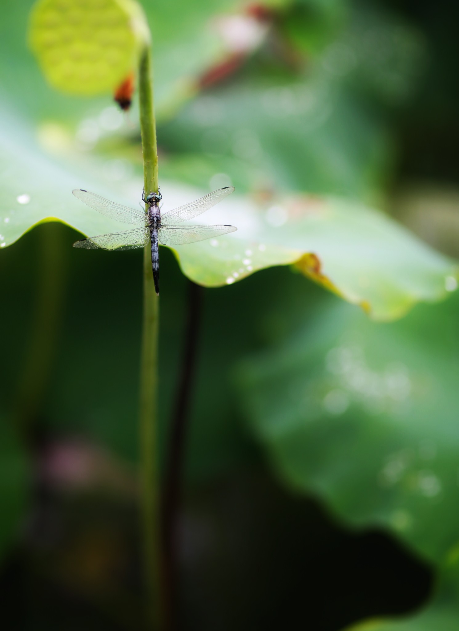 山重水路疑无路柳暗花明又一村猜成语