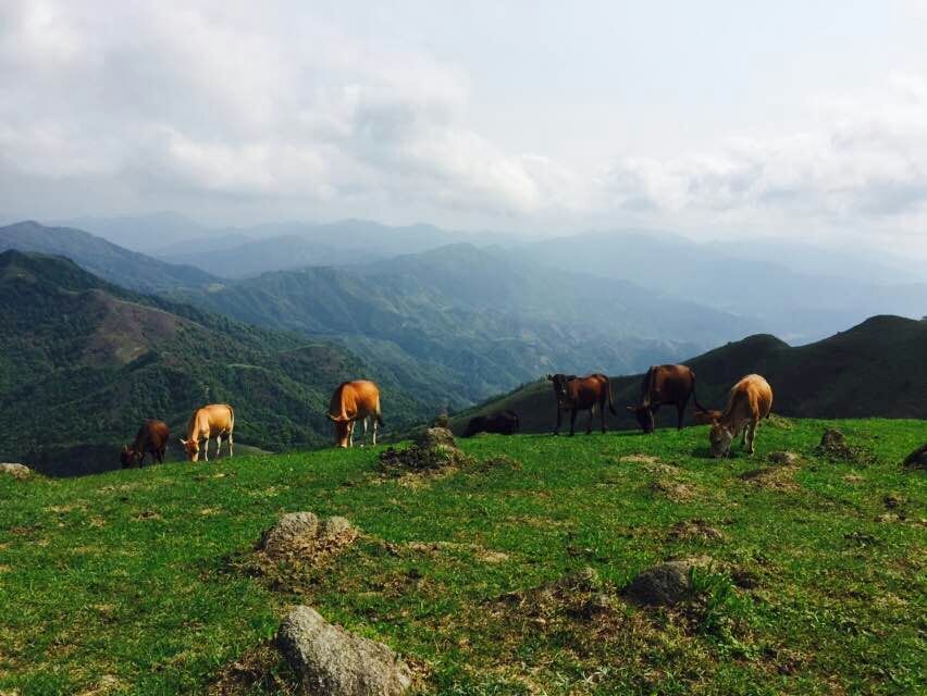 广东大草原——罗定八排山