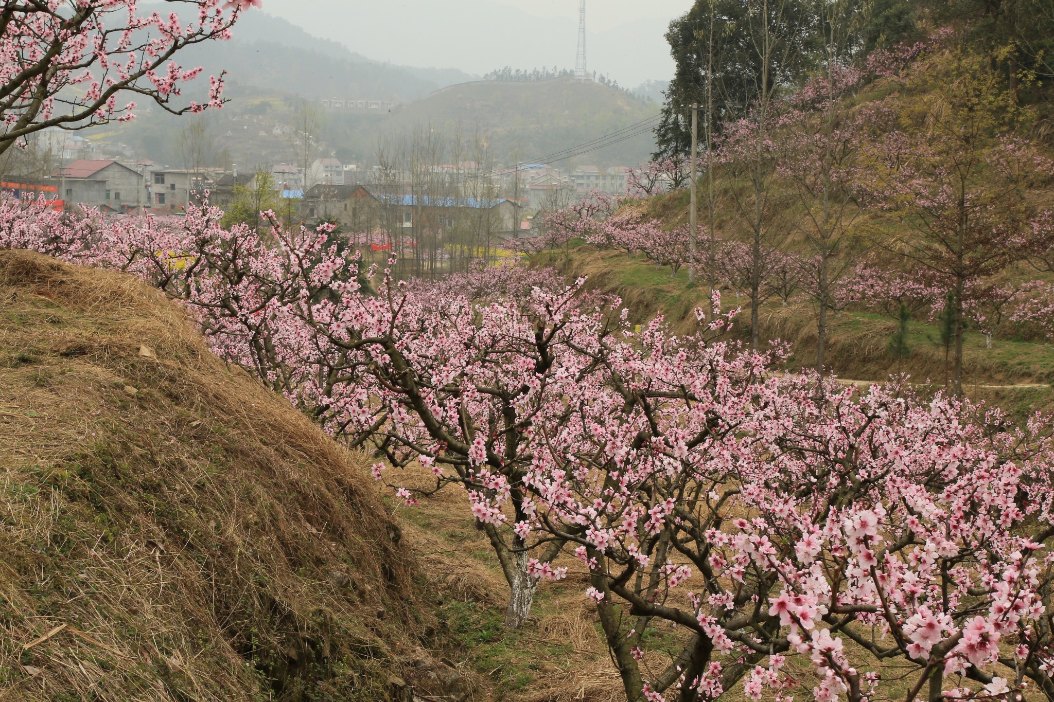 游记小赛#三月去蕲春赏花-亚平桃花谷-李时珍百草园