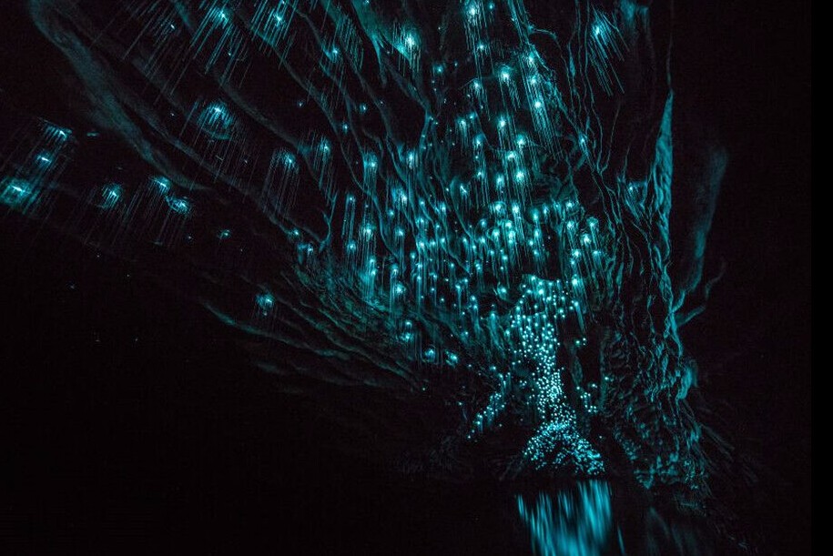 新西兰唯美萤火虫洞，现实版梦幻仙境