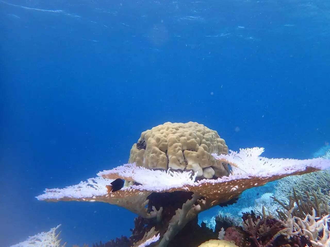 帕劳多少人口_机票 酒店低至5180,暑期畅游上帝的水族馆帕劳(2)