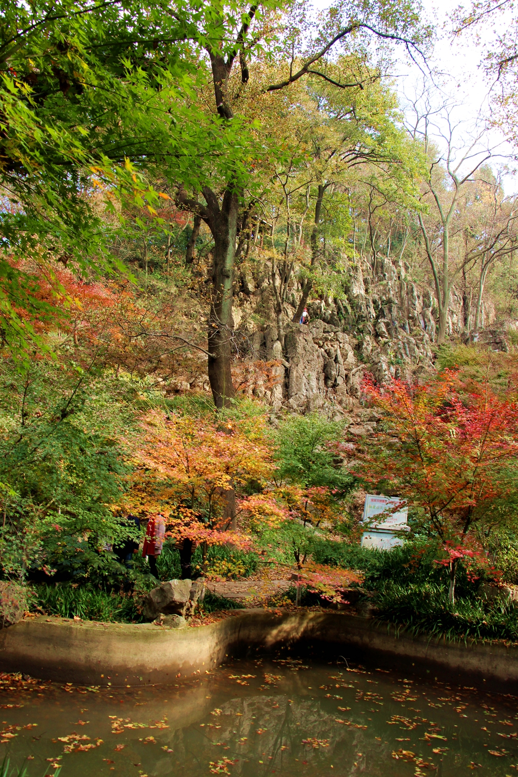 兴隆中学校友2015游南京栖霞山赏枫叶