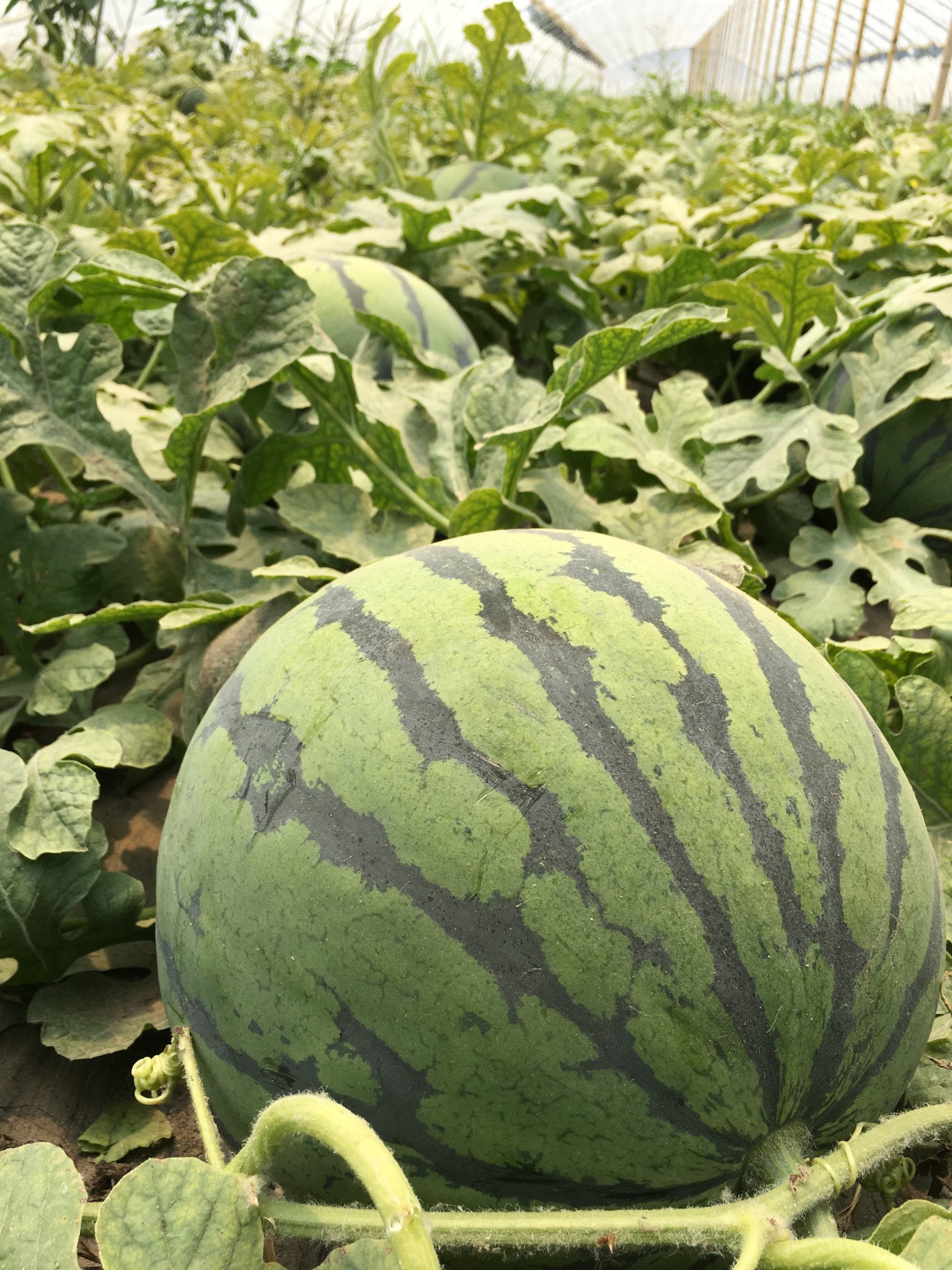 北京西瓜 马蜂窝