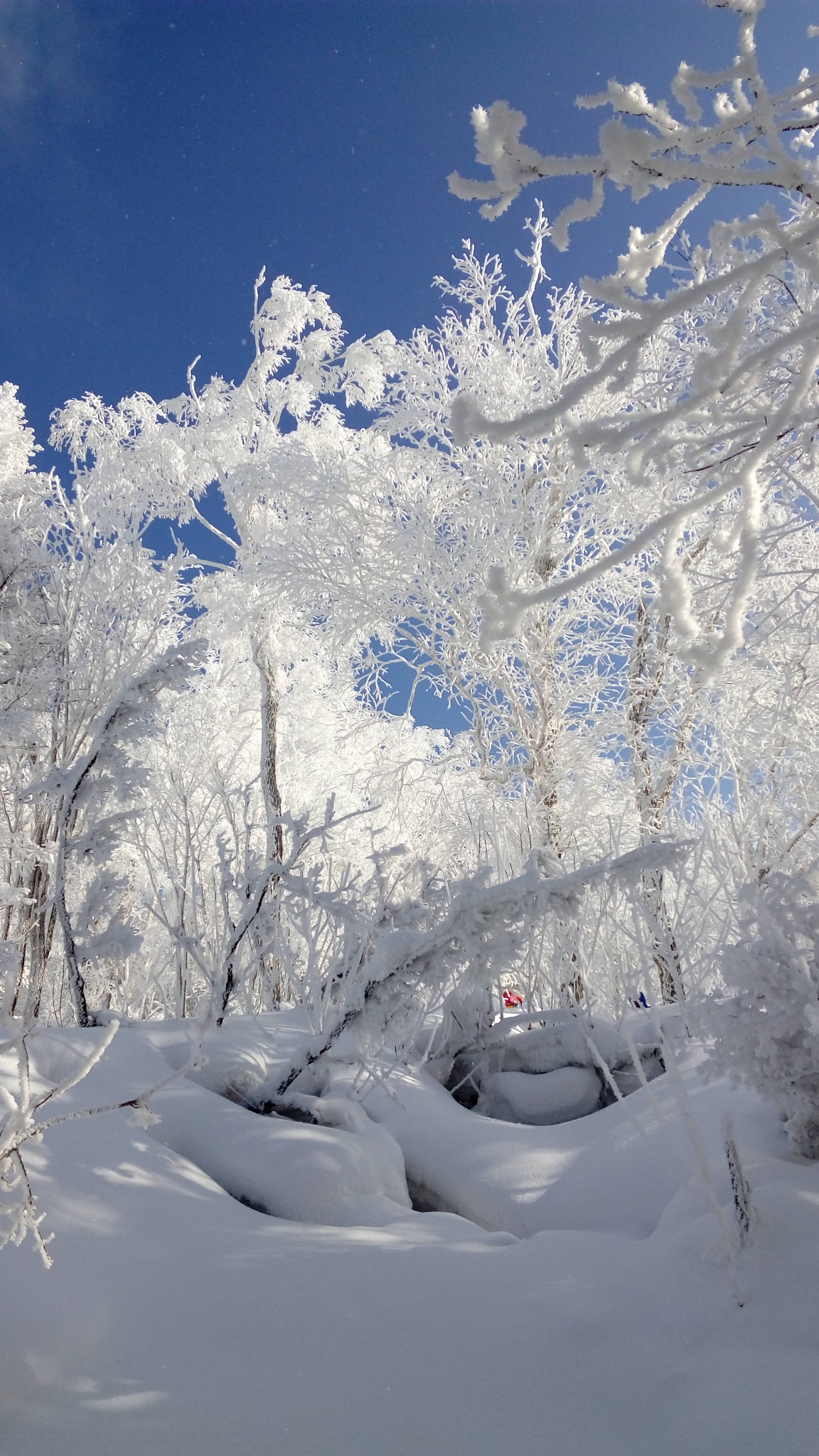 东北雪境最美穿行(查干湖,哈尔滨,二浪河,雪乡雪谷,延边,魔界,老里克