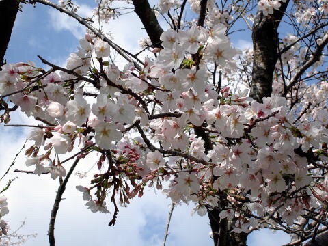 花树落花猜成语_落花图片唯美(3)