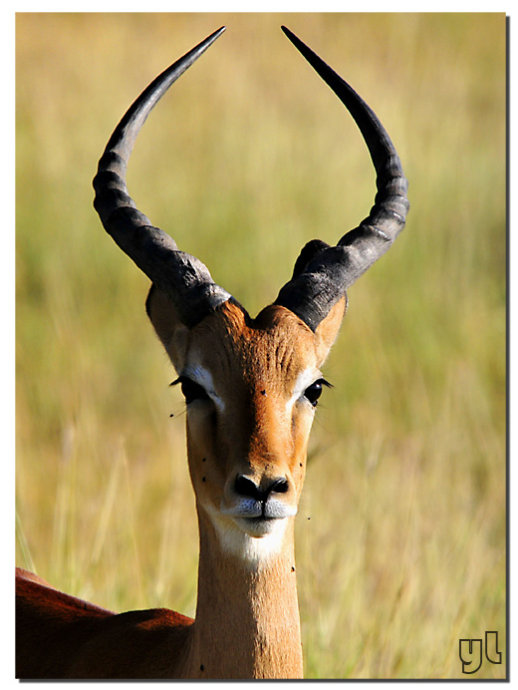 游走坦桑 (1) ~ (22)