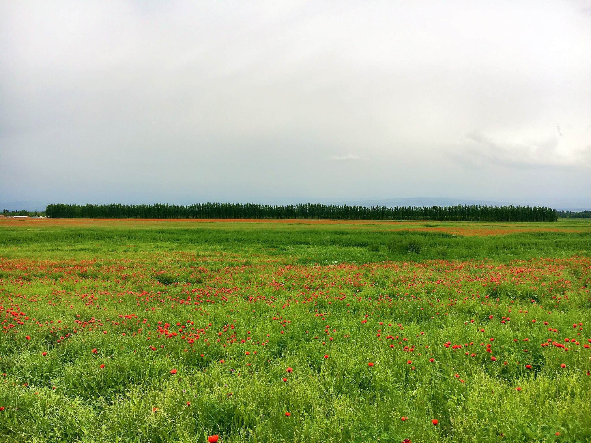尼勒克县木斯乡