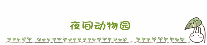 ...........夜间动物园 ...........夜间动物园