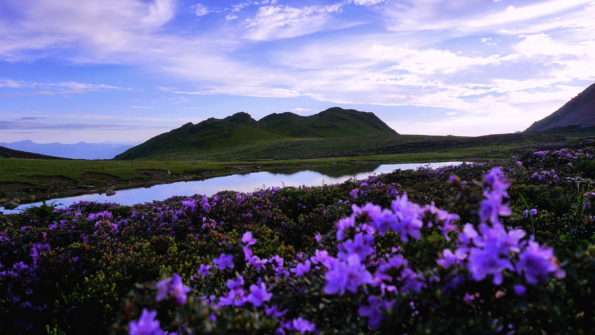 九顶山后山 一场花海一场梦