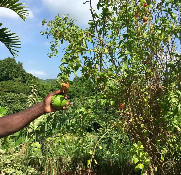 蛇皮果(snake fruit)