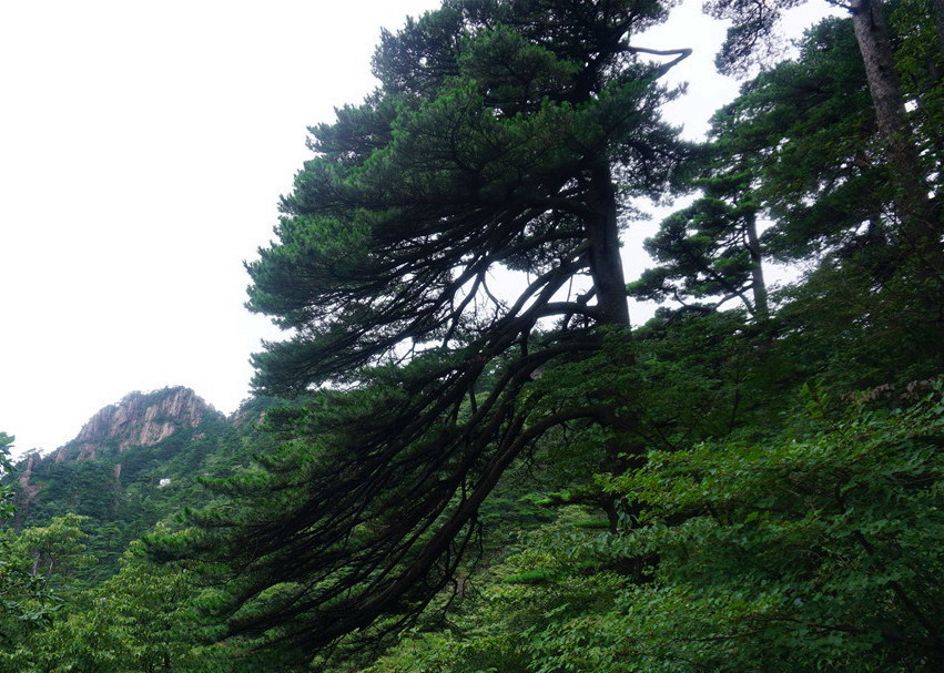 黃山自助遊攻略