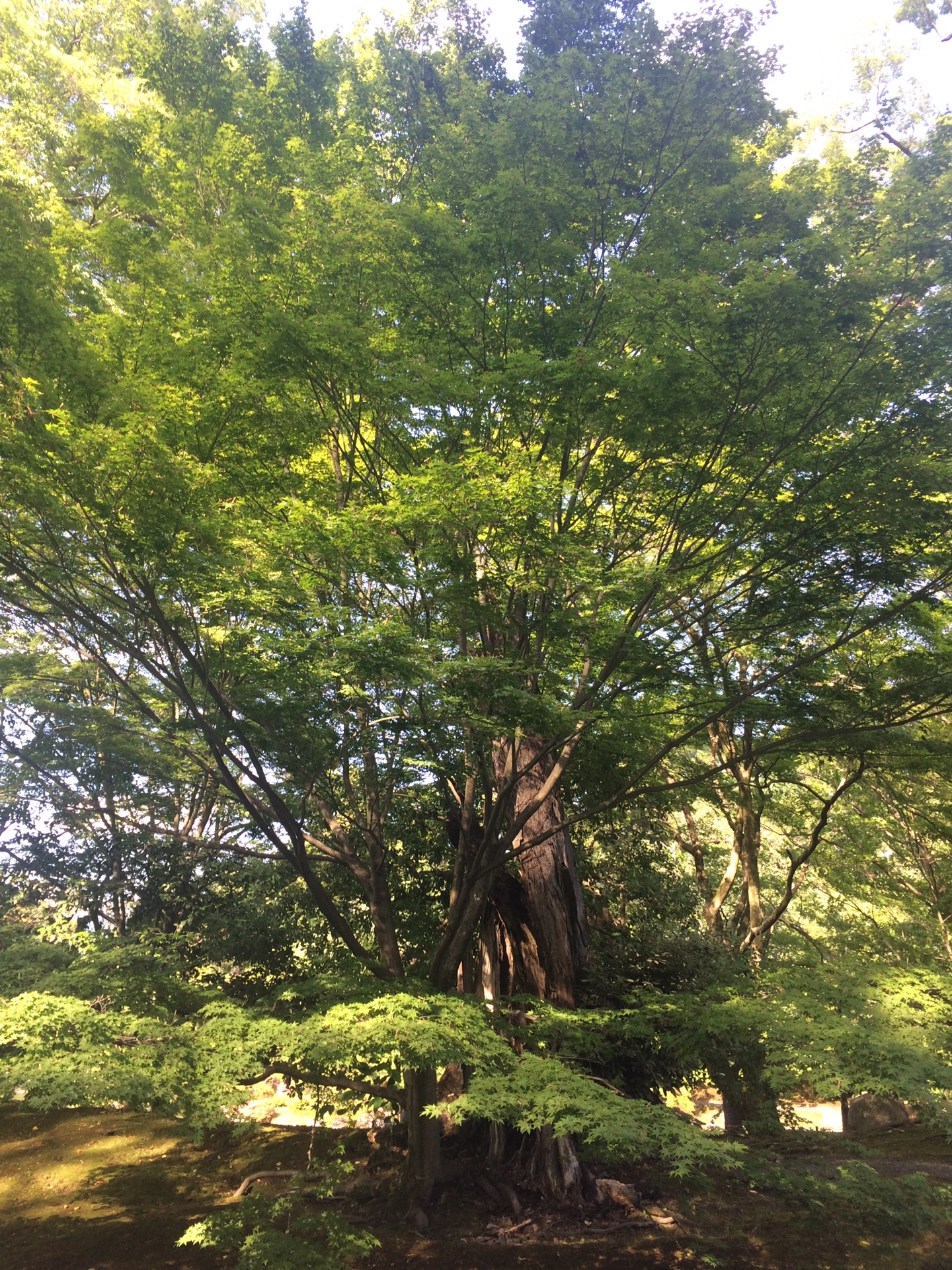 京都自助遊攻略