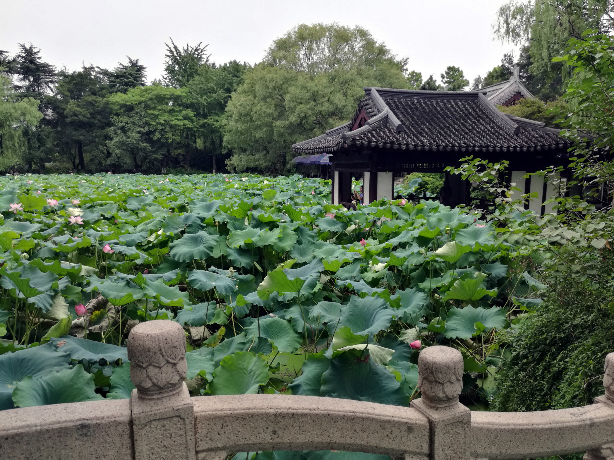 回复游记:人行湖州之五——莲花庄公园