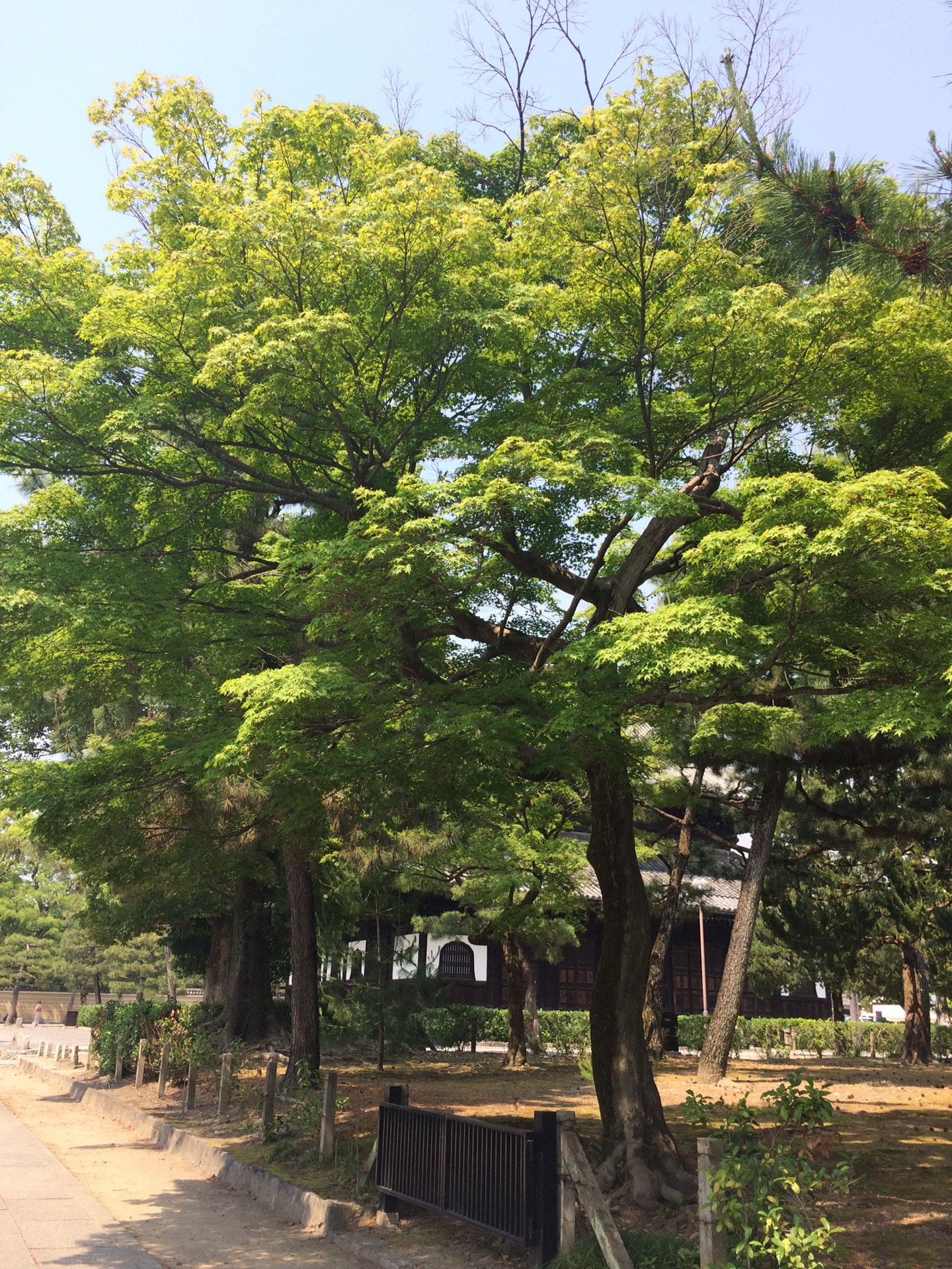 京都自助遊攻略