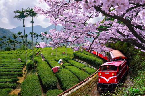 8天7晚五花品鉴之旅(赠送深圳往返香港机场用